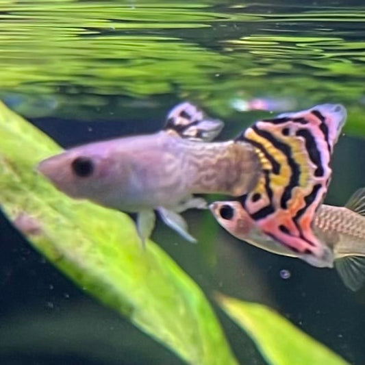the-fish-farm Guppy Leopard Cobra Guppy - Male 3-4cm Buy Leopard Cobra Guppy - Male from The Fish Farm Australia
