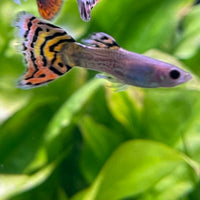 the-fish-farm Guppy Leopard Cobra Guppy - Male 3-4cm Buy Leopard Cobra Guppy - Male from The Fish Farm Australia