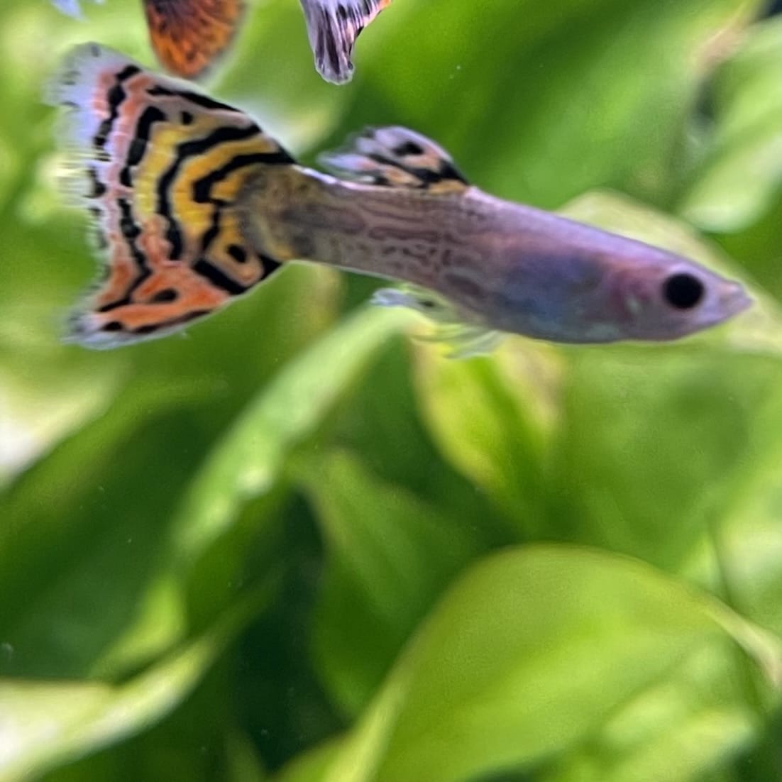 the-fish-farm Guppy Leopard Cobra Guppy - Male 3-4cm Buy Leopard Cobra Guppy - Male from The Fish Farm Australia