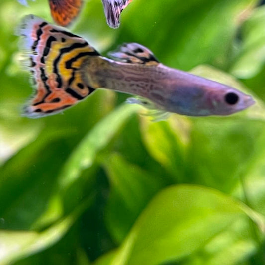 the-fish-farm Guppy Leopard Cobra Guppy - Male 3-4cm Buy Leopard Cobra Guppy - Male from The Fish Farm Australia