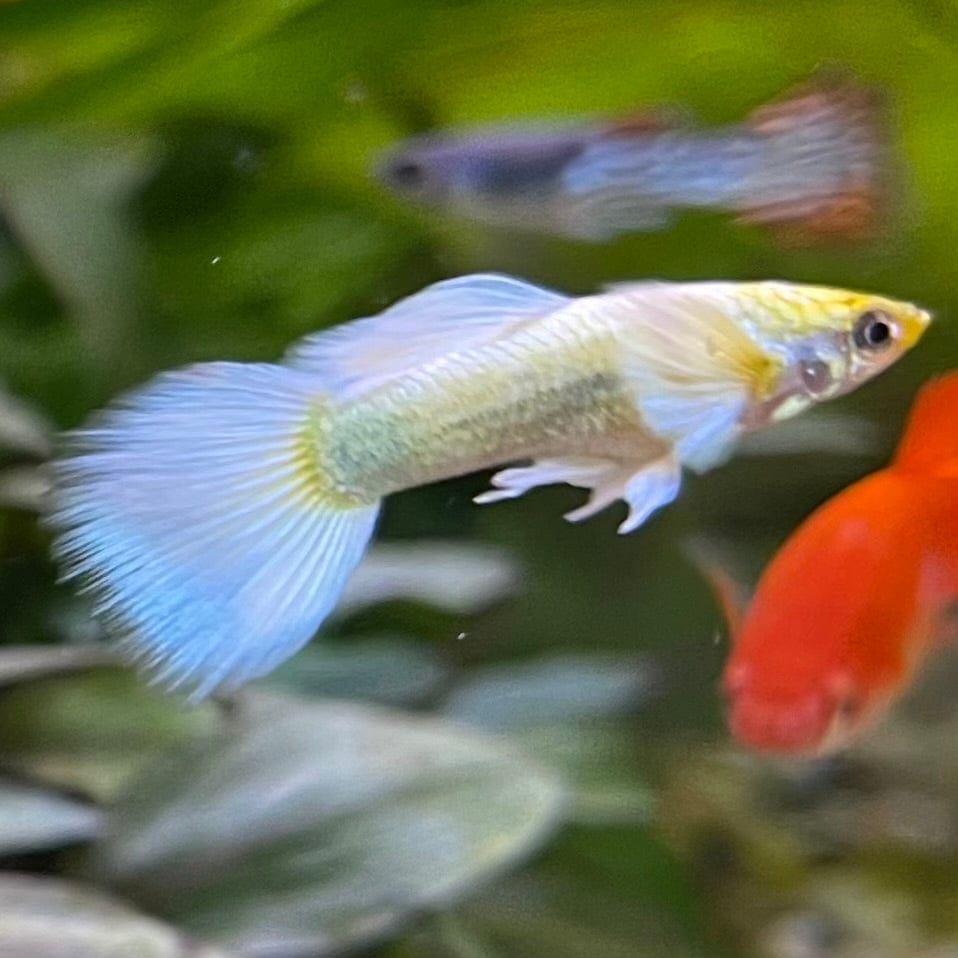 the-fish-farm Guppy Luminous White Guppy - Male 3-4cm Buy Luminous White Guppy - Male from The Fish Farm Australia