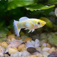 the-fish-farm Guppy Luminous White Guppy - Male 3-4cm Buy Luminous White Guppy - Male from The Fish Farm Australia