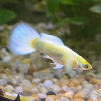 the-fish-farm Guppy Luminous White Guppy - Male 3-4cm Buy Luminous White Guppy - Male from The Fish Farm Australia