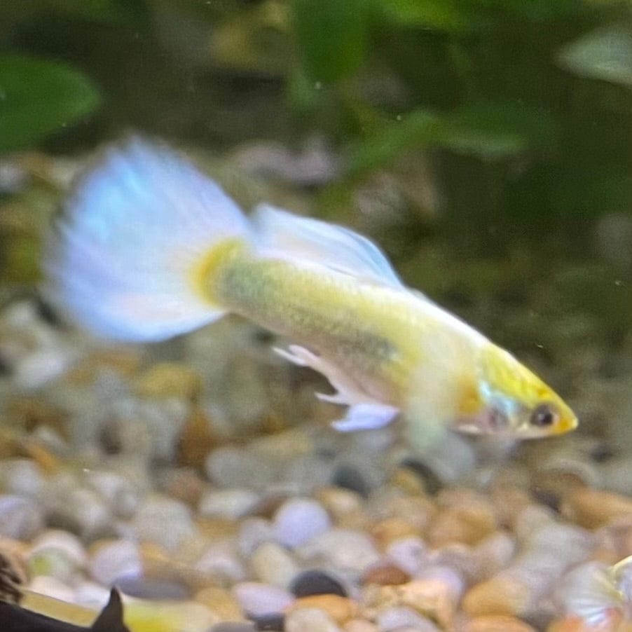 the-fish-farm Guppy Luminous White Guppy - Male 3-4cm Buy Luminous White Guppy - Male from The Fish Farm Australia