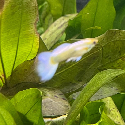 the-fish-farm Guppy Luminous White Guppy - Male 3-4cm Buy Luminous White Guppy - Male from The Fish Farm Australia