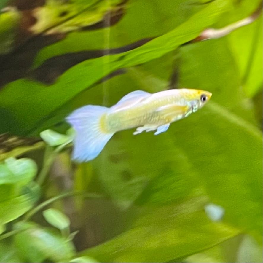 the-fish-farm Guppy Luminous White Guppy - Male 3-4cm Buy Luminous White Guppy - Male from The Fish Farm Australia