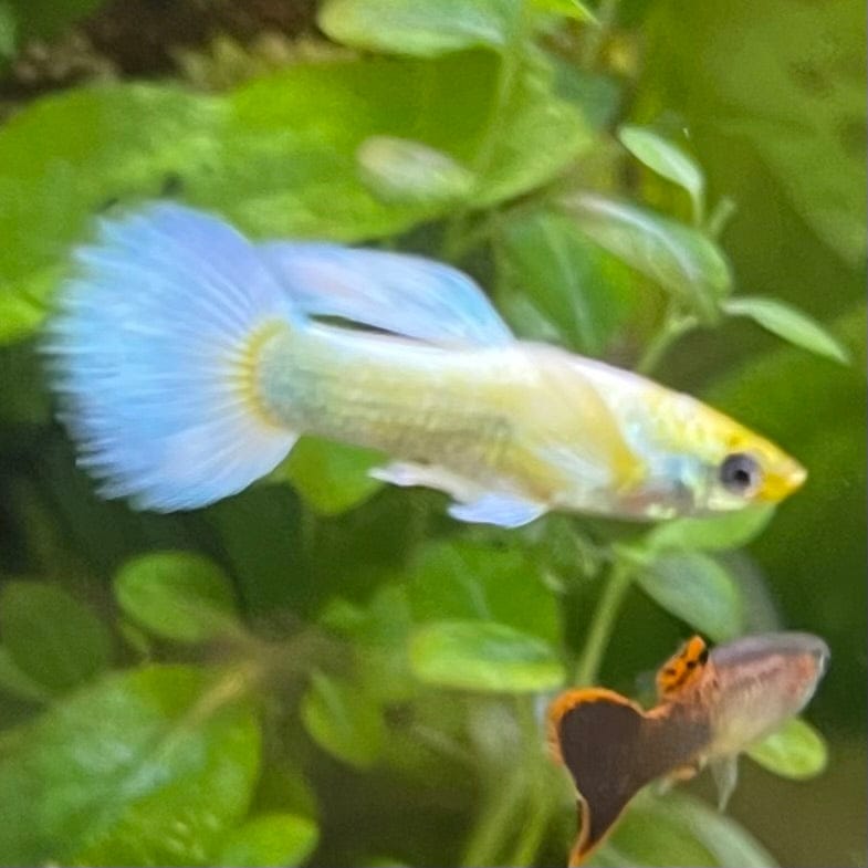 the-fish-farm Guppy Luminous White Guppy - Male 3-4cm Buy Luminous White Guppy - Male from The Fish Farm Australia