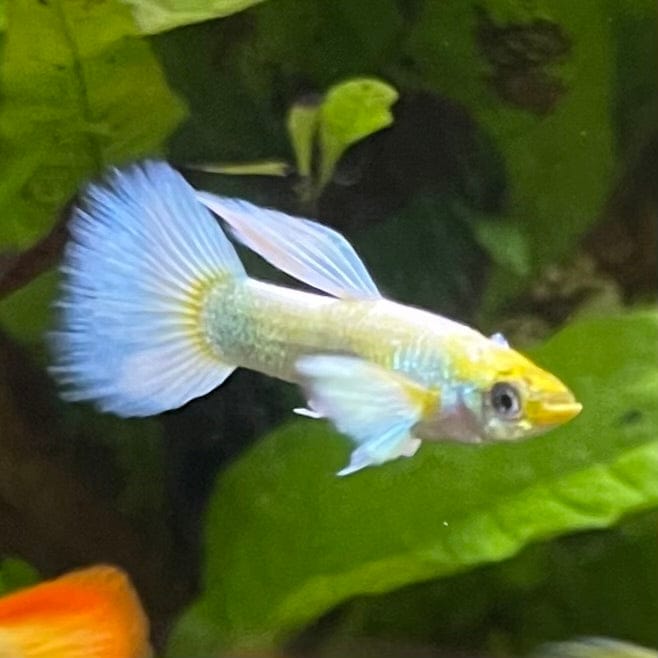 the-fish-farm Guppy Luminous White Guppy - Male 3-4cm Buy Luminous White Guppy - Male from The Fish Farm Australia