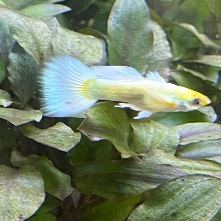 the-fish-farm Guppy Luminous White Guppy - Male 3-4cm Buy Luminous White Guppy - Male from The Fish Farm Australia