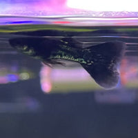 the-fish-farm Guppy Metallic Snakeskin Black Lace Guppy - Male 3-4cm Buy Male Metallic Snakeskin Black Lace Guppies from The Fish Farm Australia