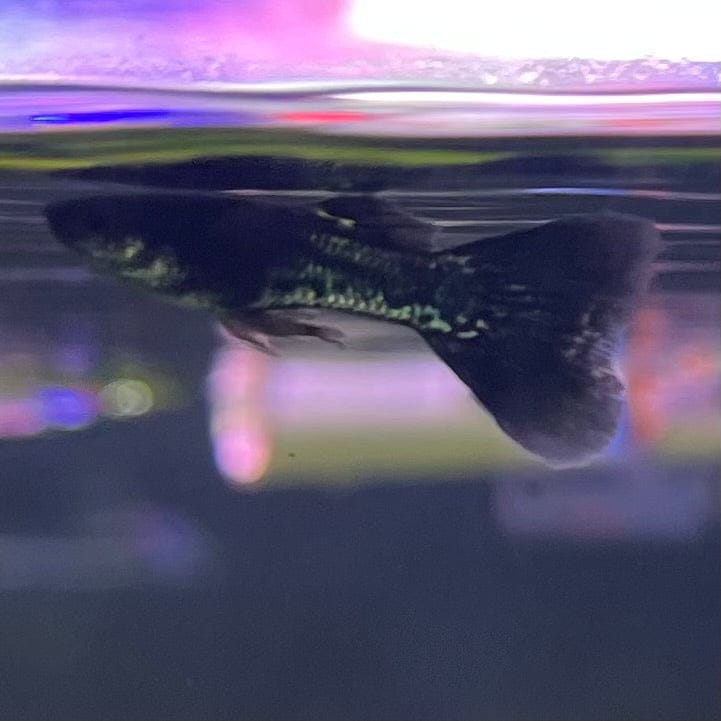 the-fish-farm Guppy Metallic Snakeskin Black Lace Guppy - Male 3-4cm Buy Male Metallic Snakeskin Black Lace Guppies from The Fish Farm Australia