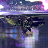 the-fish-farm Guppy Metallic Snakeskin Black Lace Guppy - Male 3-4cm Buy Male Metallic Snakeskin Black Lace Guppies from The Fish Farm Australia