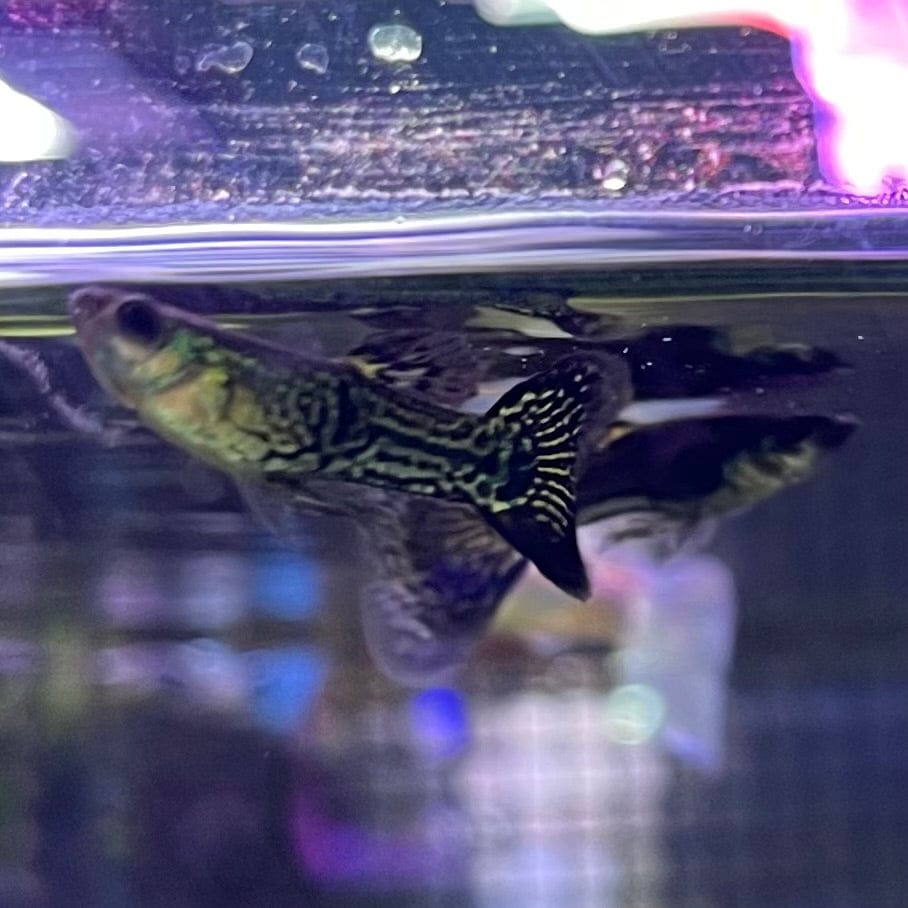 the-fish-farm Guppy Metallic Snakeskin Black Lace Guppy - Male 3-4cm Buy Male Metallic Snakeskin Black Lace Guppies from The Fish Farm Australia