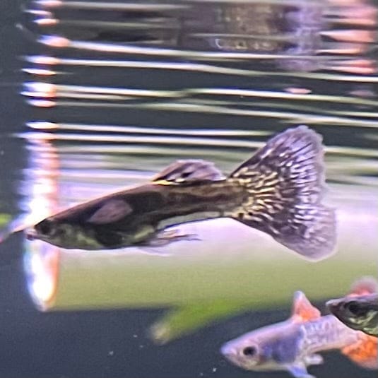 the-fish-farm Guppy Metallic Snakeskin Black Lace Guppy - Male 3-4cm Buy Male Metallic Snakeskin Black Lace Guppies from The Fish Farm Australia