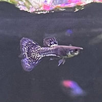 the-fish-farm Guppy Metallic Snakeskin Black Lace Guppy - Male 3-4cm Buy Male Metallic Snakeskin Black Lace Guppies from The Fish Farm Australia