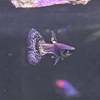 the-fish-farm Guppy Metallic Snakeskin Black Lace Guppy - Male 3-4cm Buy Male Metallic Snakeskin Black Lace Guppies from The Fish Farm Australia