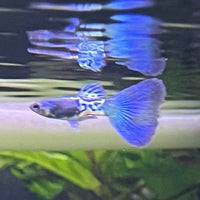 the-fish-farm Guppy Metallic Snakeskin BT Guppy - Male 3-4cm Buy Male Metallic Snakeskin BT Guppies from The Fish Farm Australia