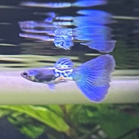 the-fish-farm Guppy Metallic Snakeskin BT Guppy - Male 3-4cm Buy Male Metallic Snakeskin BT Guppies from The Fish Farm Australia