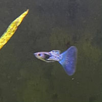 the-fish-farm Guppy Metallic Snakeskin BT Guppy - Male 3-4cm Buy Male Metallic Snakeskin BT Guppies from The Fish Farm Australia