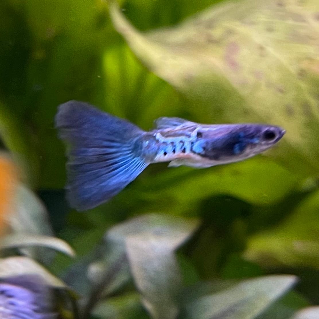 the-fish-farm Guppy Metallic Snakeskin BT Guppy - Male 3-4cm Buy Male Metallic Snakeskin BT Guppies from The Fish Farm Australia
