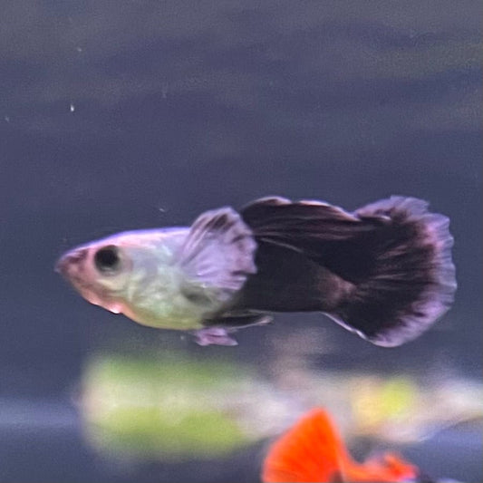 the-fish-farm Guppy Mini Panda Guppy - Male Buy Male Mini Panda Guppies from The Fish Farm Australia