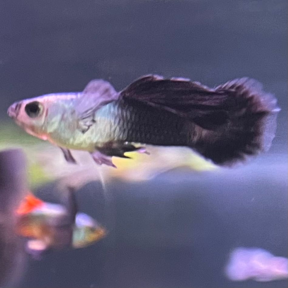 the-fish-farm Guppy Mini Panda Guppy - Male Buy Male Mini Panda Guppies from The Fish Farm Australia