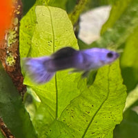 the-fish-farm Guppy Mini Panda Guppy - Male Buy Male Mini Panda Guppies from The Fish Farm Australia