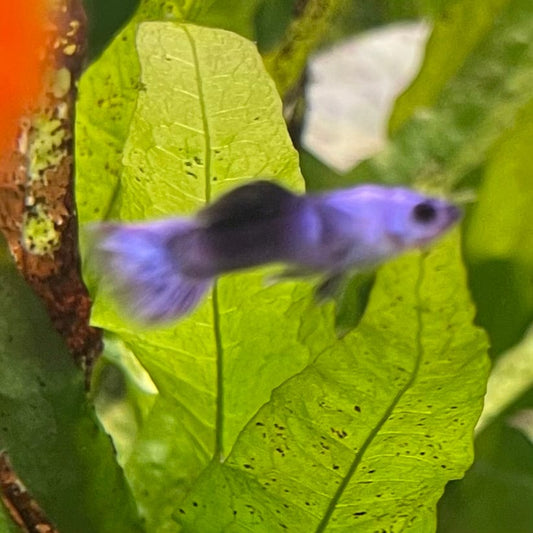 the-fish-farm Guppy Mini Panda Guppy - Male Buy Male Mini Panda Guppies from The Fish Farm Australia