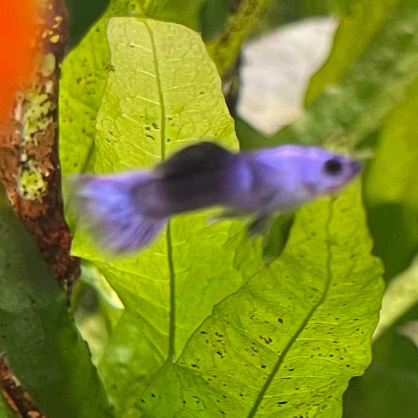 the-fish-farm Guppy Mini Panda Guppy - Male Buy Male Mini Panda Guppies from The Fish Farm Australia