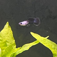 the-fish-farm Guppy Mini Panda Guppy - Male Buy Male Mini Panda Guppies from The Fish Farm Australia