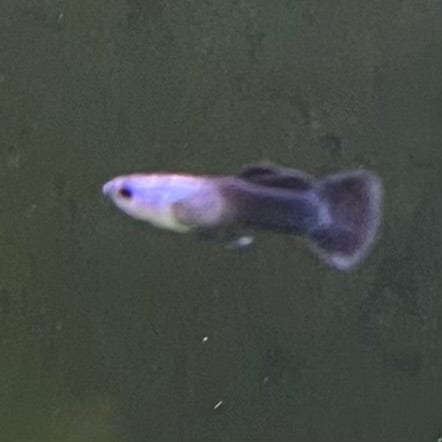 the-fish-farm Guppy Mini Panda Guppy - Male Buy Male Mini Panda Guppies from The Fish Farm Australia
