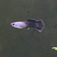 the-fish-farm Guppy Mini Panda Guppy - Male Buy Male Mini Panda Guppies from The Fish Farm Australia