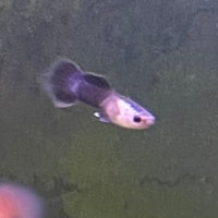 the-fish-farm Guppy Mini Panda Guppy - Male Buy Male Mini Panda Guppies from The Fish Farm Australia