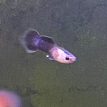 the-fish-farm Guppy Mini Panda Guppy - Male Buy Male Mini Panda Guppies from The Fish Farm Australia