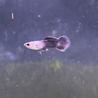 the-fish-farm Guppy Mini Panda Guppy - Male Buy Male Mini Panda Guppies from The Fish Farm Australia