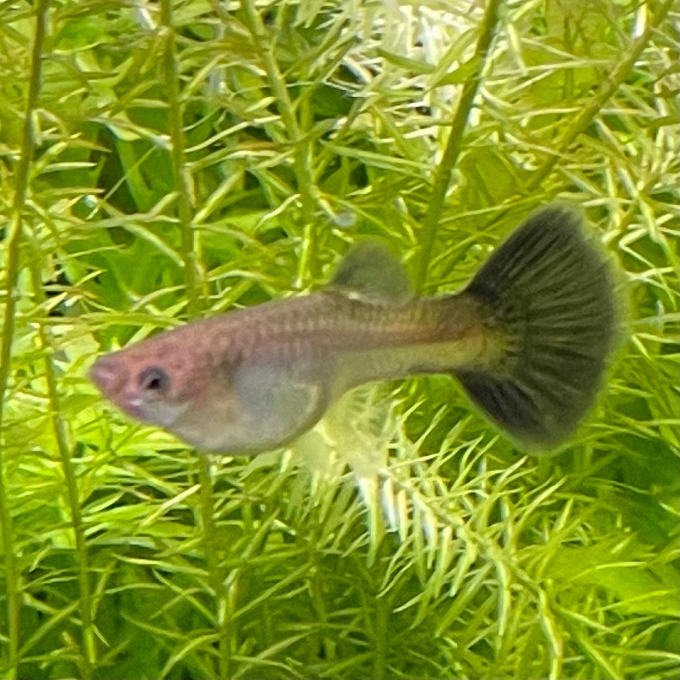 the-fish-farm Guppy Moscow Blue Guppy - Female 3-4cm Buy Moscow Blue Guppy Females direct from The Fish Farm