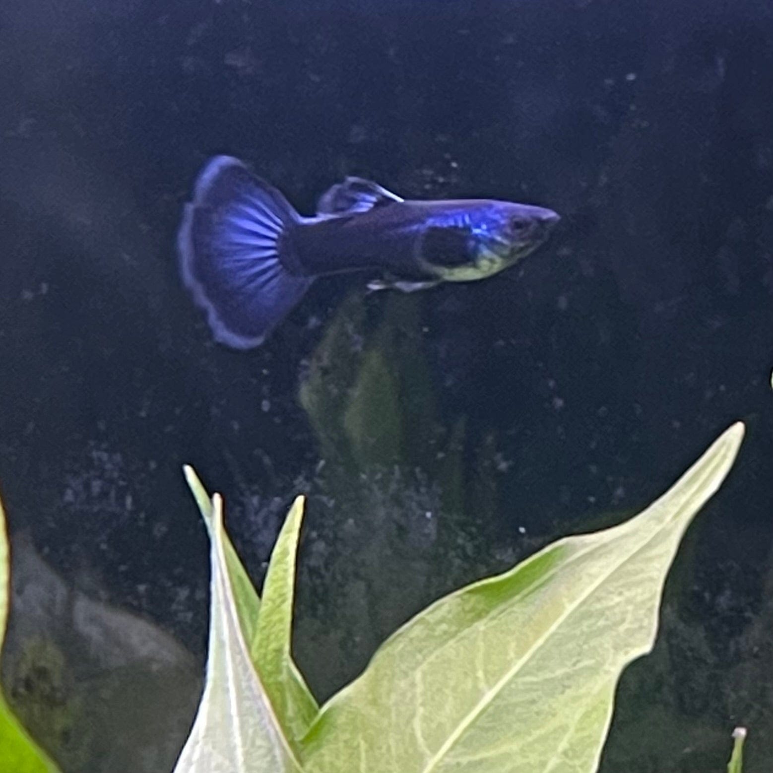 the-fish-farm Guppy Moscow Blue Guppy - Male 3-4cm Buy Moscow Blue Guppy Males direct from The Fish Farm