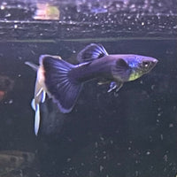 the-fish-farm Guppy Moscow Blue Guppy - Male 3-4cm Buy Moscow Blue Guppy Males direct from The Fish Farm