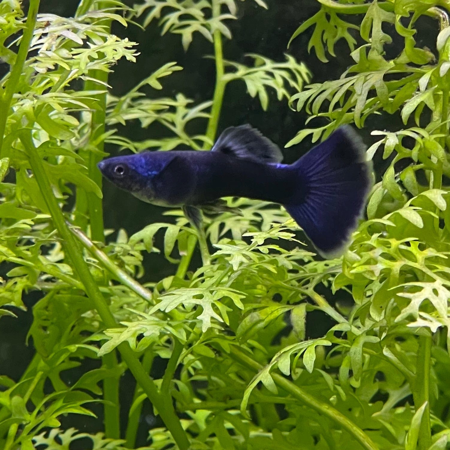 the-fish-farm Guppy Moscow Blue Guppy - Male 3-4cm Buy Moscow Blue Guppy Males direct from The Fish Farm