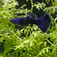 the-fish-farm Guppy Moscow Blue Guppy - Male 3-4cm Buy Moscow Blue Guppy Males direct from The Fish Farm