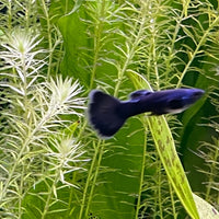the-fish-farm Guppy Moscow Blue Guppy - Male 3-4cm Buy Moscow Blue Guppy Males direct from The Fish Farm