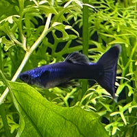 the-fish-farm Guppy Moscow Blue Guppy - Male 3-4cm Buy Moscow Blue Guppy Males direct from The Fish Farm
