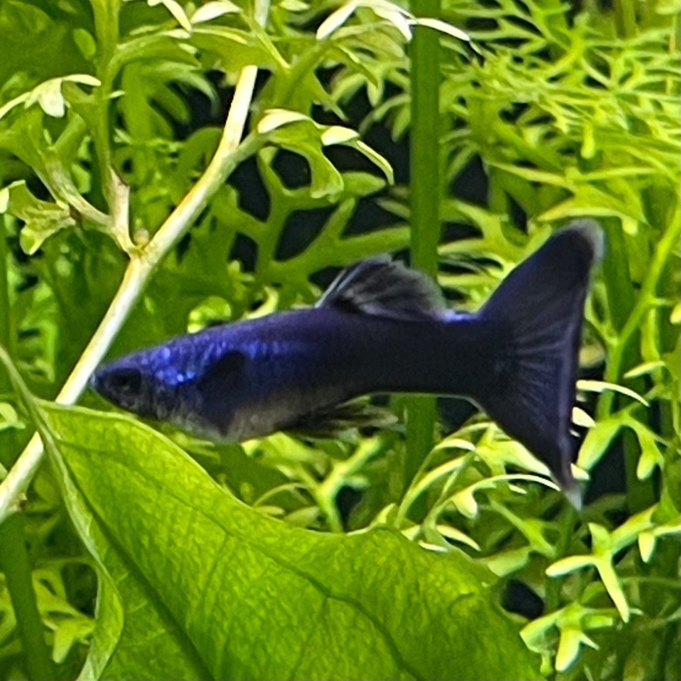 the-fish-farm Guppy Moscow Blue Guppy - Male 3-4cm Buy Moscow Blue Guppy Males direct from The Fish Farm