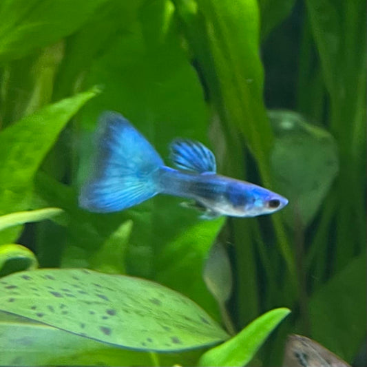 the-fish-farm Guppy Moscow Green Guppy - Male 3-4cm Buy Aquarium Fish and Male Moscow Green Guppies The Fish Farm Australia