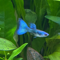 the-fish-farm Guppy Moscow Green Guppy - Male 3-4cm Buy Aquarium Fish and Male Moscow Green Guppies The Fish Farm Australia