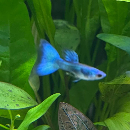 the-fish-farm Guppy Moscow Green Guppy - Male 3-4cm Buy Aquarium Fish and Male Moscow Green Guppies The Fish Farm Australia