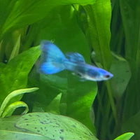 the-fish-farm Guppy Moscow Green Guppy - Male 3-4cm Buy Aquarium Fish and Male Moscow Green Guppies The Fish Farm Australia