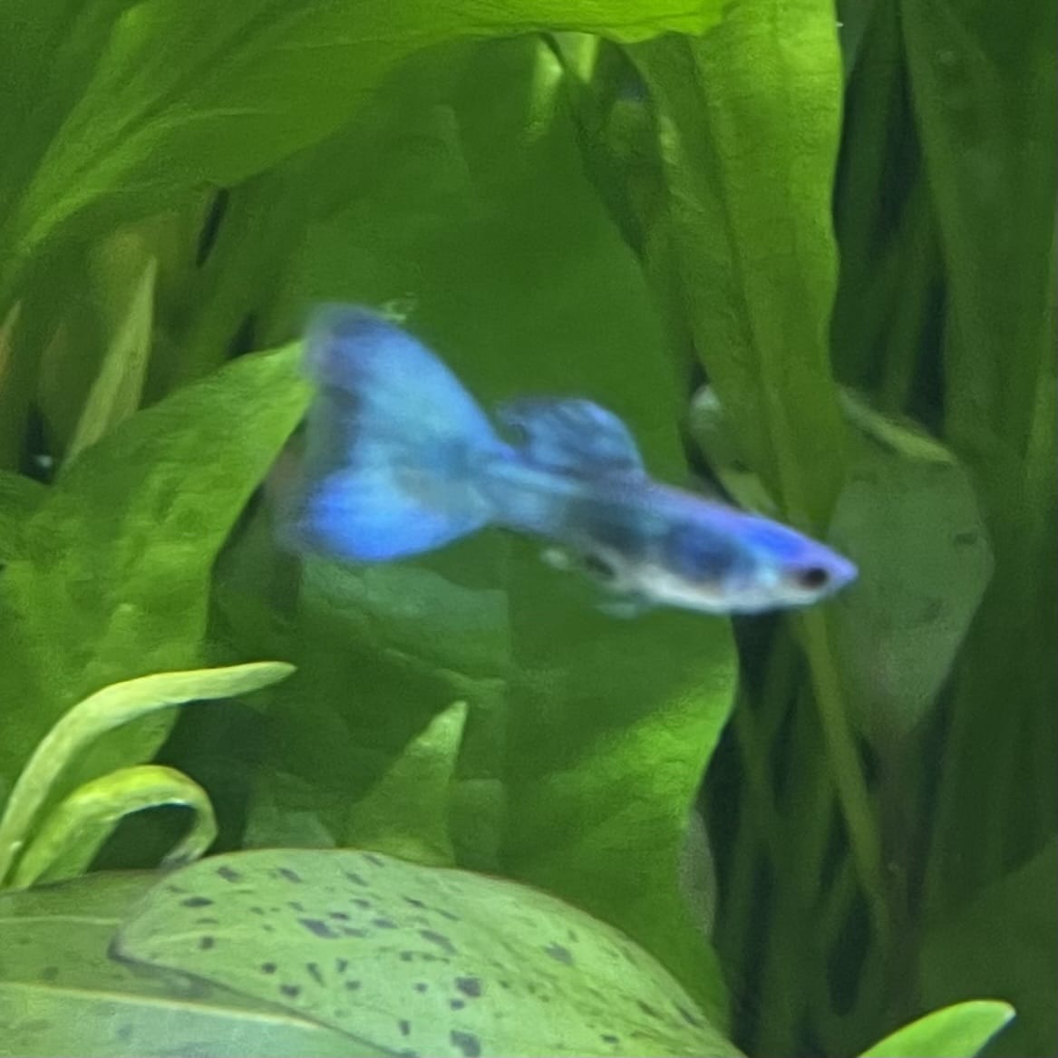 the-fish-farm Guppy Moscow Green Guppy - Male 3-4cm Buy Aquarium Fish and Male Moscow Green Guppies The Fish Farm Australia