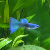 the-fish-farm Guppy Moscow Green Guppy - Male 3-4cm Buy Aquarium Fish and Male Moscow Green Guppies The Fish Farm Australia