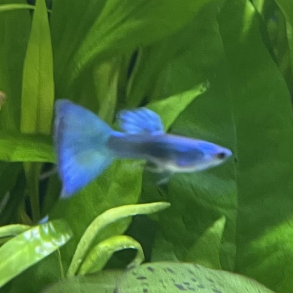 the-fish-farm Guppy Moscow Green Guppy - Male 3-4cm Buy Aquarium Fish and Male Moscow Green Guppies The Fish Farm Australia